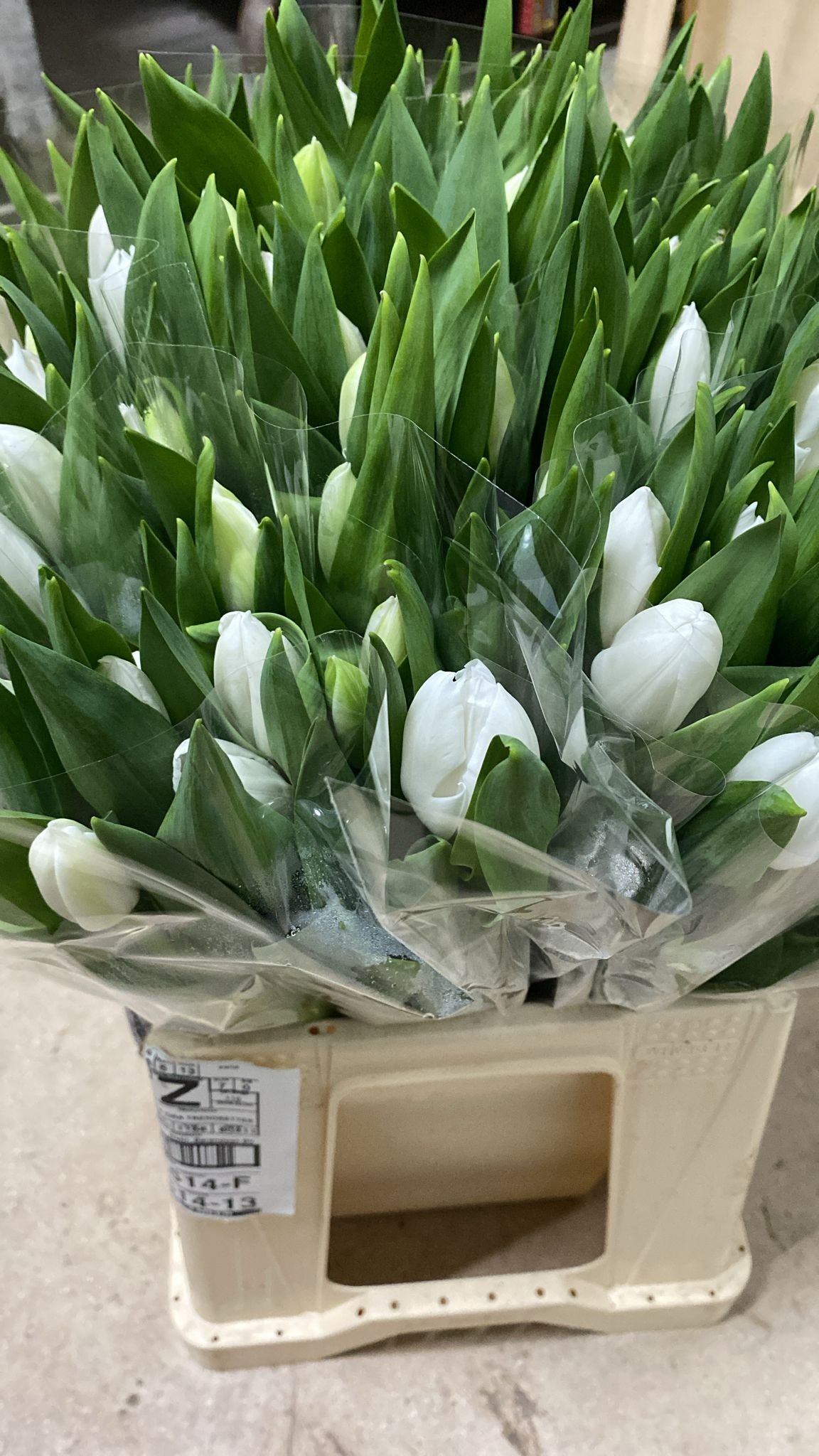 Tulipan Nac. Royal Virgin