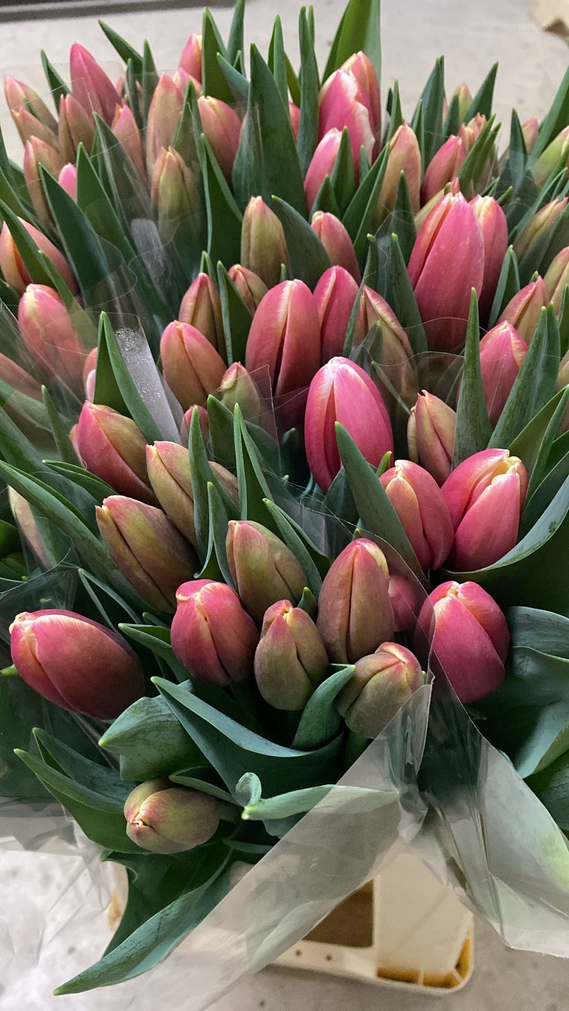 Tulipan Nac. Lech Walesa