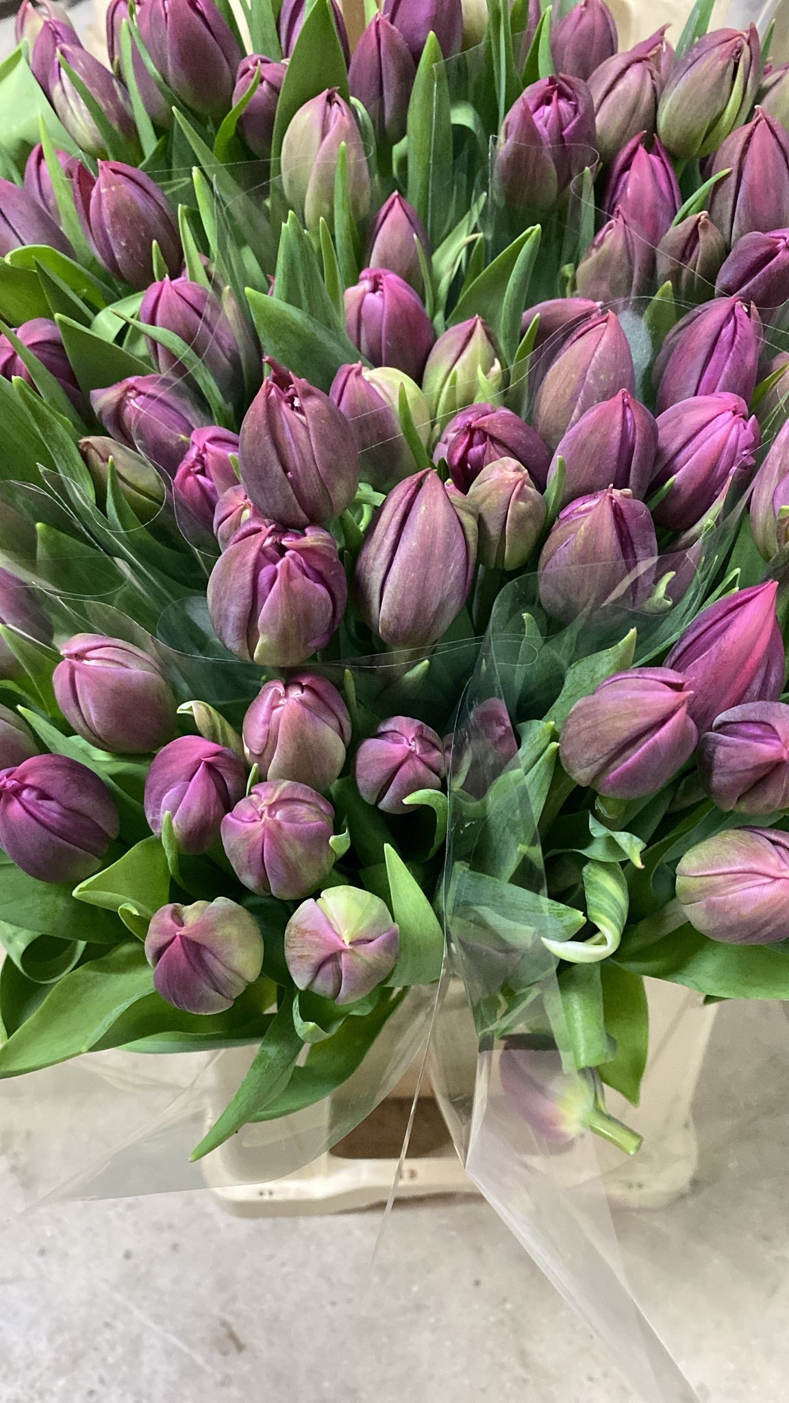 Tulipan Nac. Magarita