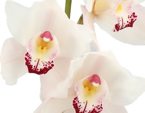 Cymbidium Montreux 80cm Bl