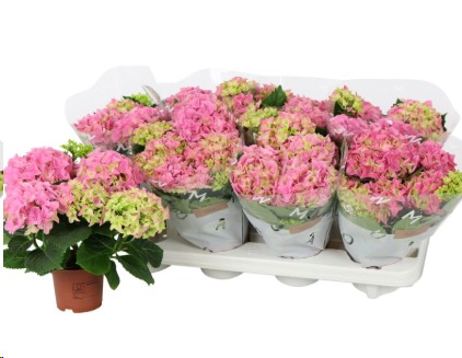 P. Hortensia M Sarena 14/40cm x6 7F