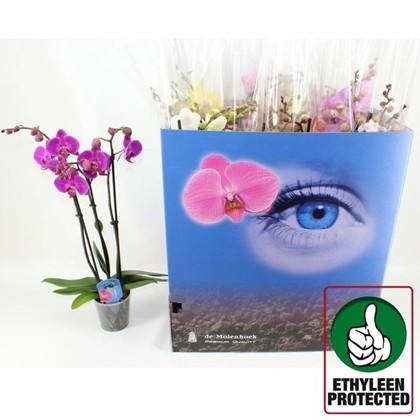 P. Phalaenopsis Mixta 5KL 12/60cm x12 3T