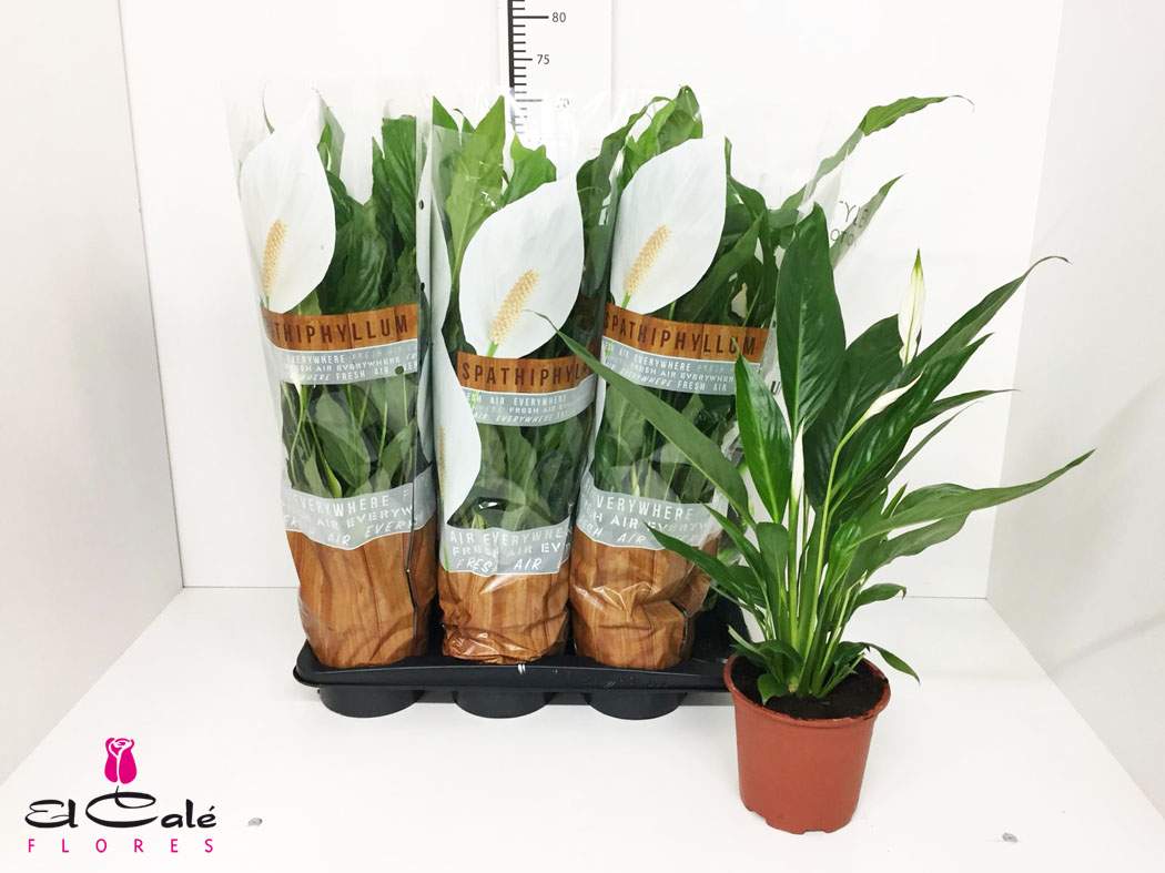 P. Spathyfilium Sweet Chico 17/65cm x6 5F