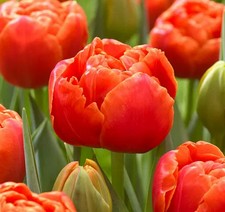 Tulipan Nac. Icoon Doble Nj.