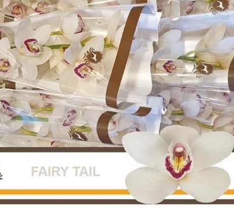 Cymbidium Fairy Tail 80cm Bl