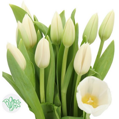 Tulipan Frances Chantilly 50cm Bic.