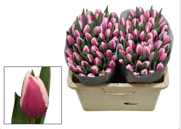 Tulipan Hol. Crossover 35cm Bic.