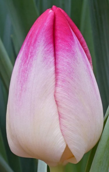 Tulipan Hol. Supri Erotic 45cm Bic.