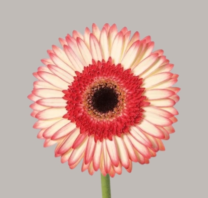 Gerbera Hol. Sorbet Diamond "Aquapack" "T15"