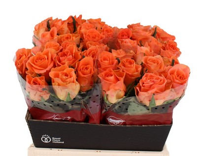 Rosa Hol. On Fire 40cm Nj.