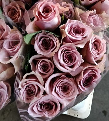 Rosa Hol. Pillow talk! 50cm