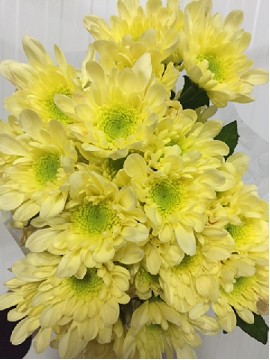 Margarita Nac. Radost Crema 75gr (7 Dias - 2�)