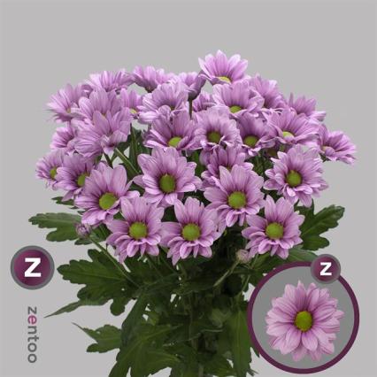 Margarita Hol. Ballerinas 85gr Rs. (7 Dias - 2�)