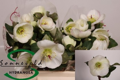 Helleborus Aar Nora White 35cm (7 Dias - 2�)