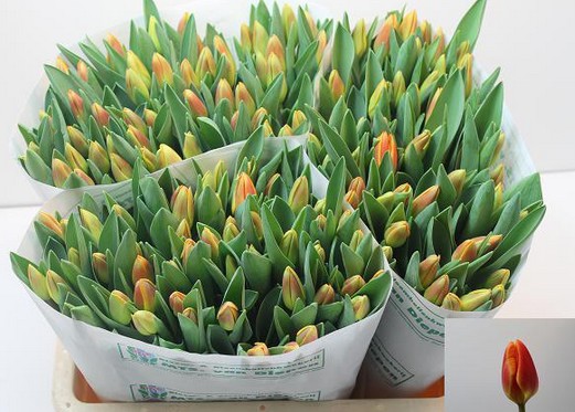 Tulipan Hol. Carpe Diem 40cm Nar. (7 Dias - 2�)