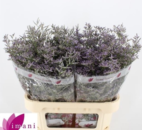 Limonium Hol. Skylight 60cm 20gr "T25" Az. (7 Dias - 2�)