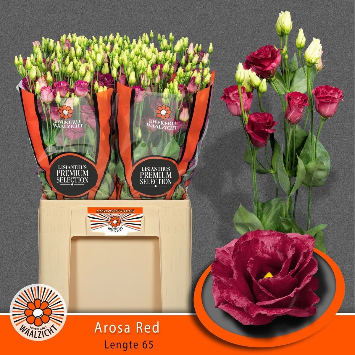 Lisiantus Hol. Arosa Red 65cm 55gr "Waalzicht" (7 Dias - 2�)