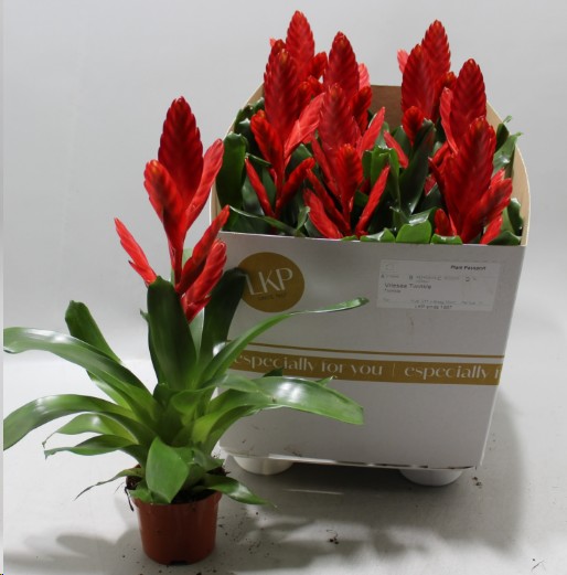 P. Guzmania Vries Twinkle 10.5/30cm x9