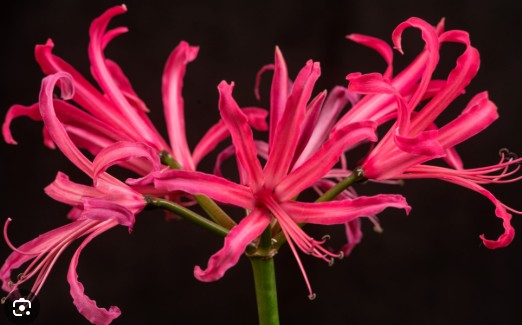 Nerine Elegance Minerva 50cm Fuc.