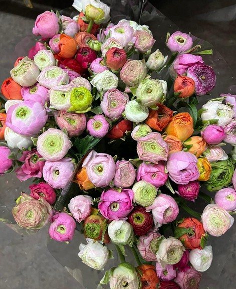 Ranunculos Italia Elegance Pupurri 45cm "T50"