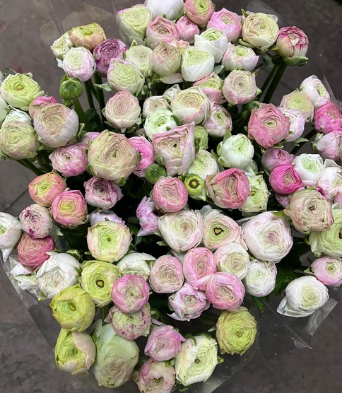 Ranunculos Italia Elegance Rosa Bebe 45cm