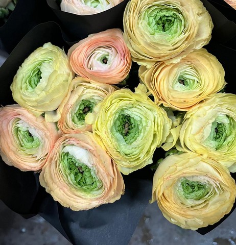 Ranunculos Italia "Cloni Super" Cupido 45cm