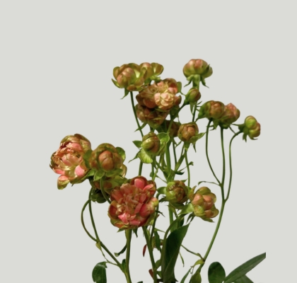 Ramificada Wild Radish 50cm (7 Dias - 2�)