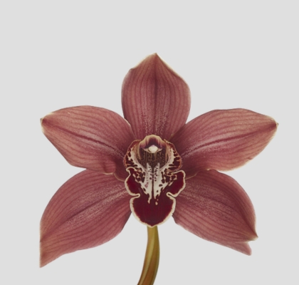 Cymbidium Brera 80cm (7 Dias - 2�)