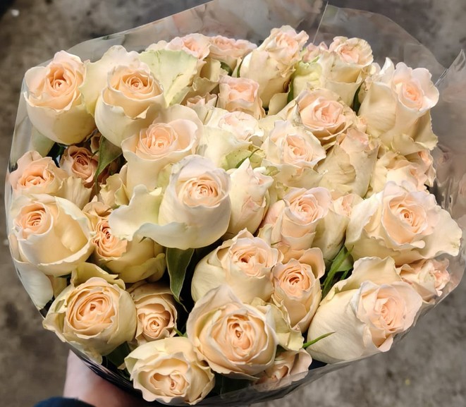 Ramificada Champany Blossoms 60cm