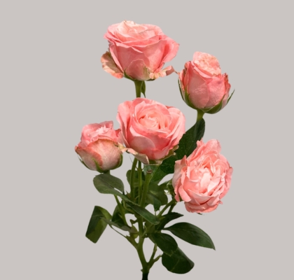 Ramificada Madam Bombastic 50cm