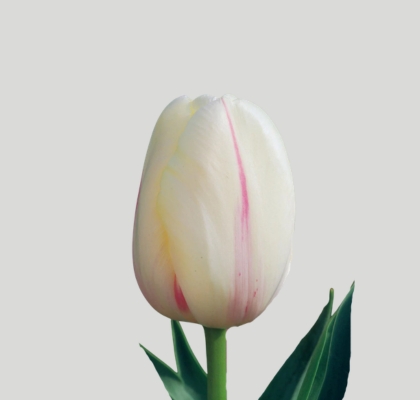 Tulipan Frances Camargue 55cm Bic.