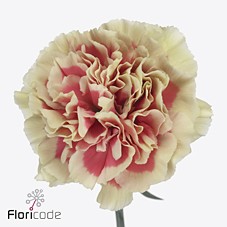 Clavel Hol. 65cm Wow+