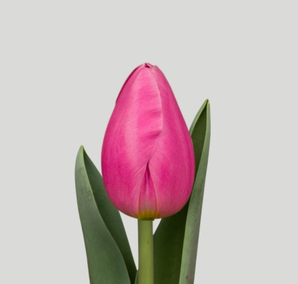Tulipan Hol. Jumbo Pink 40cm (7 Dias - 2�)