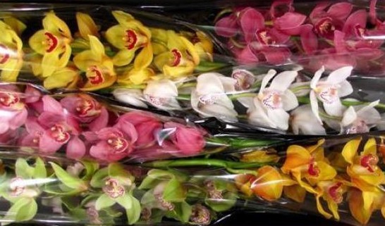 Cymbidium Mixta 80cm "C.Rainbow" (7 Dias - 2�)