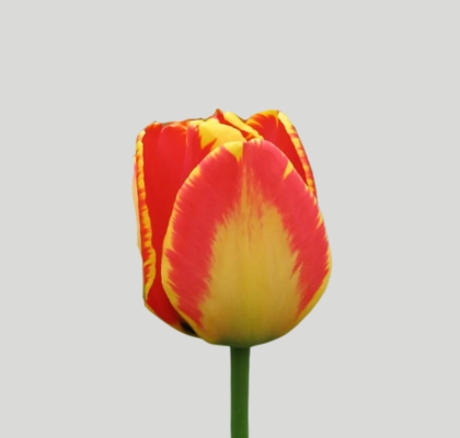 Tulipan Hol. Banja Luka 40cm Bic. (7 Dias - 2�)