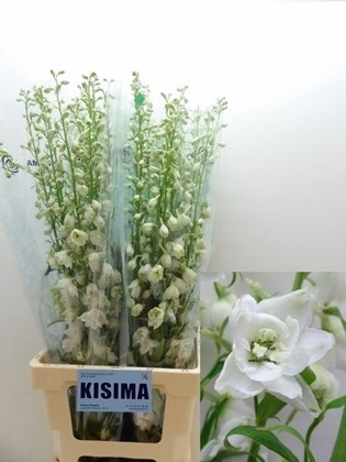 Delphinium Hol. Candle White Shades 80cm "T10" (7 Dias - 2�)