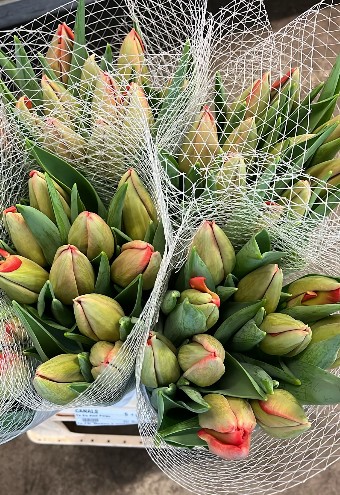 Tulipan Frances Red Pride 50cm (7 Dias - 2�)