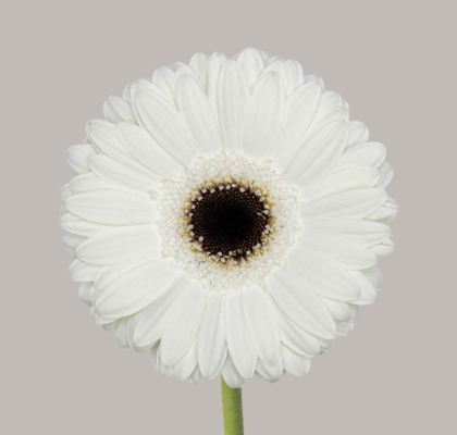 Gerbera Hol. White House Bl. "T25" (7 Dias - 2�)