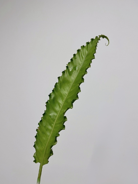 Helecho Osaka 50cm (7 Dias - 2�)