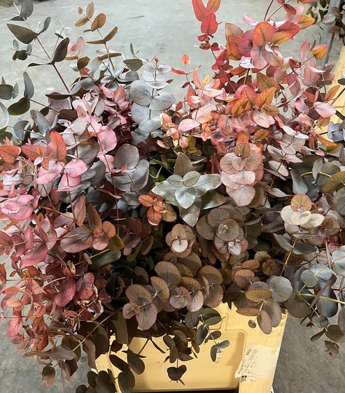 Eucalipto Cinerea Absorcion Oto�al 70cm