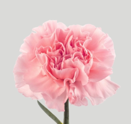 Clavel Nac. Doncel 60cm Rs.