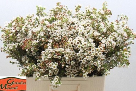 Flor Cera Hol. Un Ella 60cm 40gr "T25"