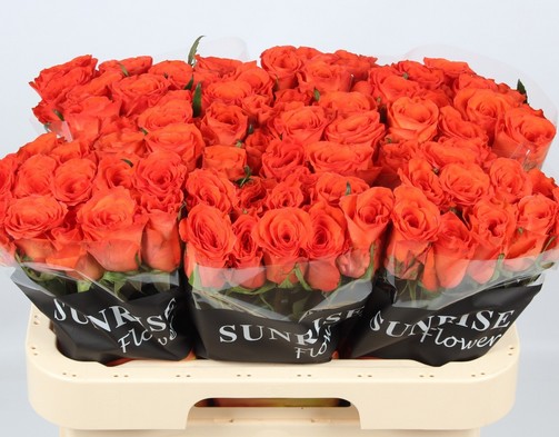 Rosa Hol. Garfield 60cm