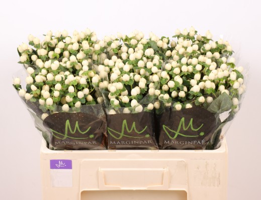 Hypericum Hol. Sisu Twinkle 50cm Bl.