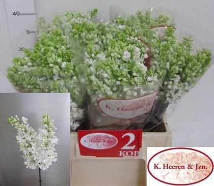 Lilas Madame Stepman Blanca 40cm 4bl