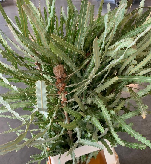 Bankasia Prionotes Hoja. 70cm