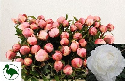 Peonia Hol. Gardenia 50cm