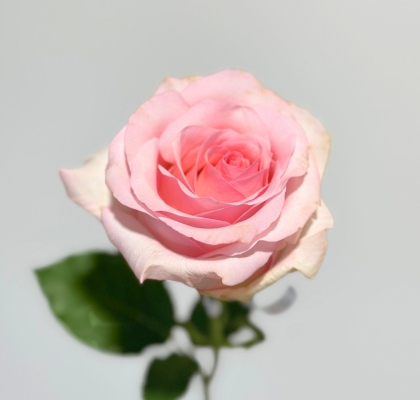 Rosa Ecu. Nena 50cm (7 Dias - 2�)
