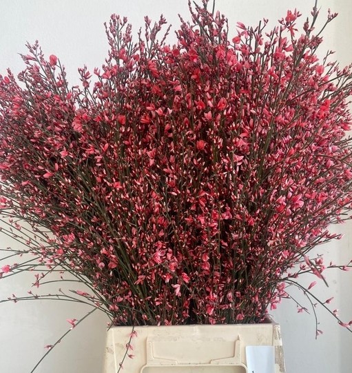 Ginestra Italia Tintada Roja 70cm 400gr (7 Dias - 2�)