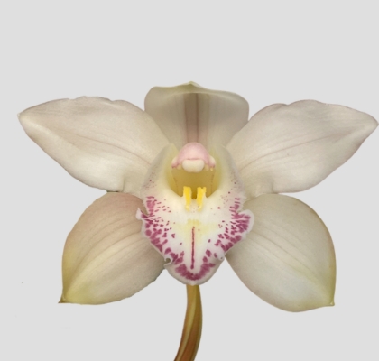 Cymbidium Steffi 80cm Bl (7 Dias - 2�)
